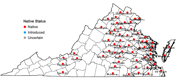 Locations ofLechea pulchella Raf. in Virginia