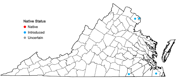 Locations ofLepidium ruderale Linnaeus in Virginia