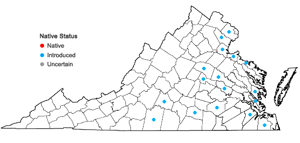Locations ofLeucojum aestivum L. in Virginia