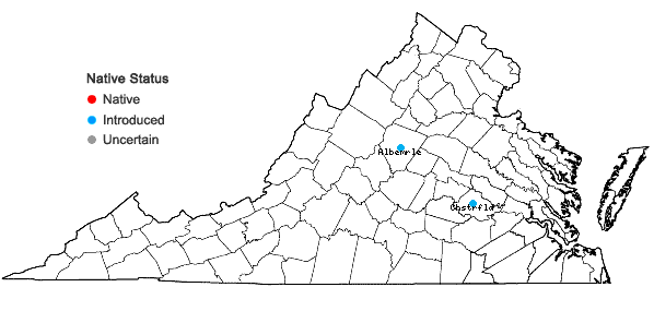 Locations ofLigustrum lucidum W.T. Aiton in Virginia
