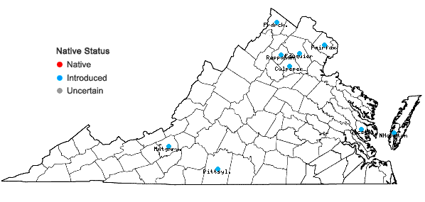 Locations ofLigustrum obtusifolium Sieb. & Zucc. var. suave (Kitag.) H. Hara in Virginia