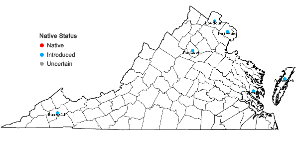 Locations ofLigustrum ovalifolium Hassk. in Virginia