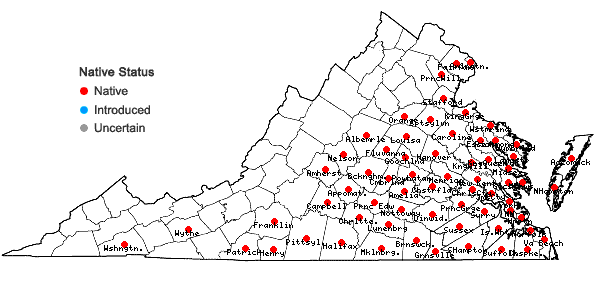 Locations ofLinaria canadensis (L.) Dumont in Virginia