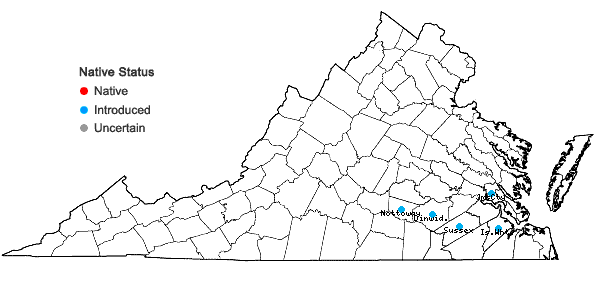 Locations ofLinaria texana Scheele in Virginia