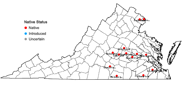 Locations ofLipocarpha micrantha (Vahl) G. Tucker in Virginia
