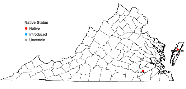 Locations ofLithospermum caroliniense (Walt. ex J.F.Gmel.) MacM. in Virginia