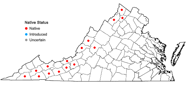Locations ofLithospermum parviflorum Weakley, Witsell, & D. Estes in Virginia