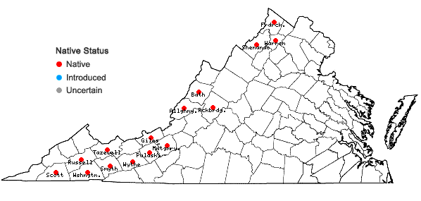Locations ofLithospermum parviflorum Weakley, Witsell, & D. Estes in Virginia