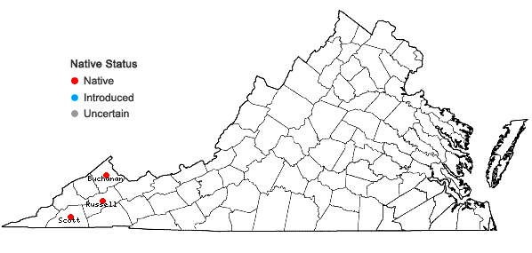 Locations ofLithospermum tuberosum Rugel ex DC. in Virginia