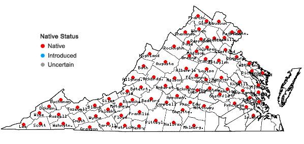 Locations ofLobelia siphilitica L. in Virginia
