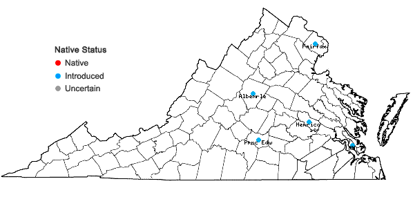 Locations ofLobularia maritima (Linnaeus) Desvaux in Virginia