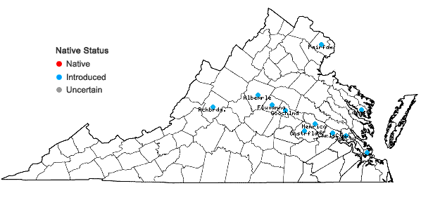 Locations ofLonicera fragrantissima Lindl. & Paxton in Virginia