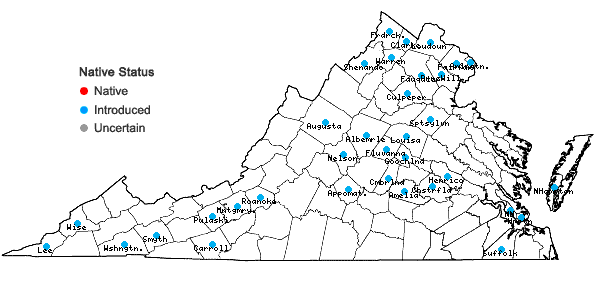 Locations ofLonicera maackii (Rupr.) Maximowicz var. maackii in Virginia