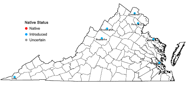 Locations ofLotus tenuis Waldst. & Kit. ex Willd. in Virginia