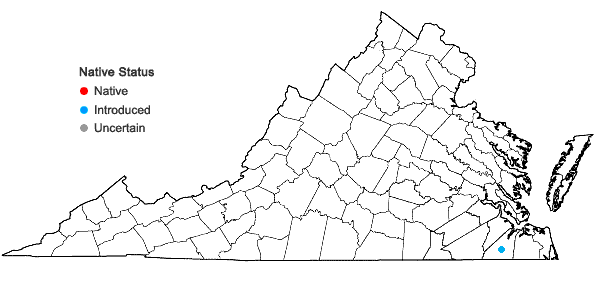 Locations ofLudwigia bonariensis (M. Micheli) Hara in Virginia