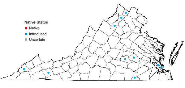 Locations ofLudwigia grandiflora (Michx.) Greuter & Burdet ssp. hexapetala (Hook. & Arn.) Nesom & Kartesz in Virginia