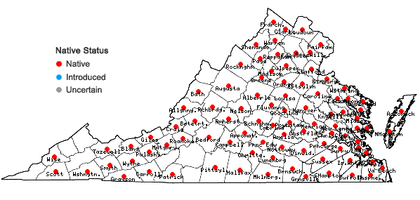 Locations ofLudwigia palustris (L.) Elliott in Virginia