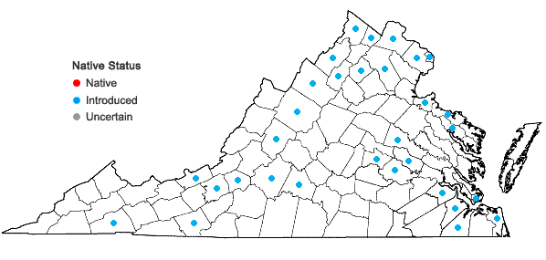 Locations ofLunaria annua Linnaeus in Virginia