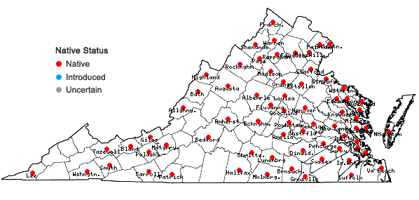 Locations ofLuzula bulbosa (Wood) Smyth & Smyth in Virginia