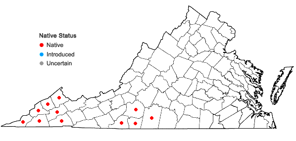 Locations ofLysimachia tonsa (Wood) Wood ex Pax & R. Knuth in Virginia