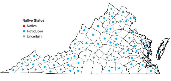 digital-atlas-of-the-virginia-flora-malus-pumila-p-mill