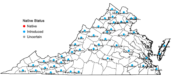 Locations ofMatricaria discoidea DC. in Virginia