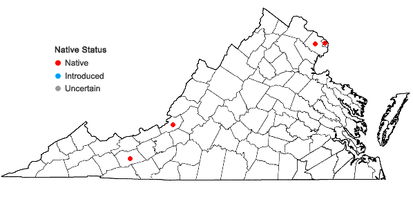 Locations ofMatteuccia struthiopteris (L.) Todaro var. pensylvanica (Willd.) C.V. Morton in Virginia