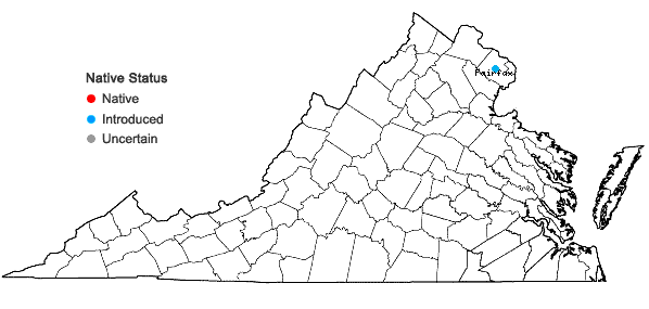 Locations ofMazus miquelii Makino in Virginia