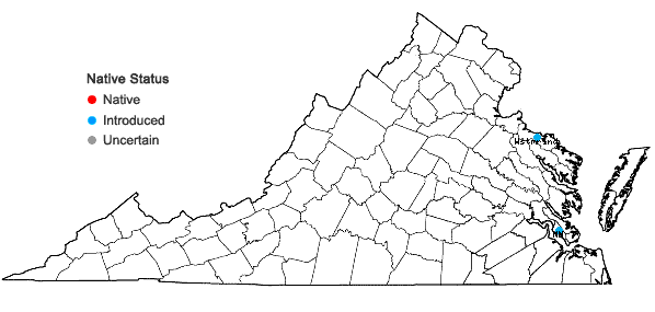 Locations ofMelilotus indicus (L.) All. in Virginia