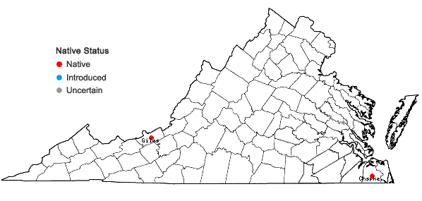 Locations ofMicrolejeunea bullata (Taylor) Steph. in Virginia