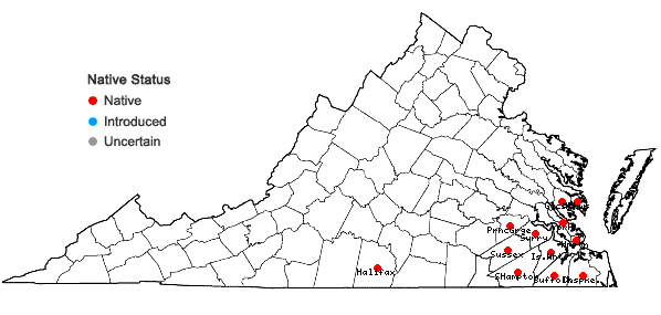 Locations ofMitreola petiolata (J.F.Gmelin) Torrey and Gray in Virginia