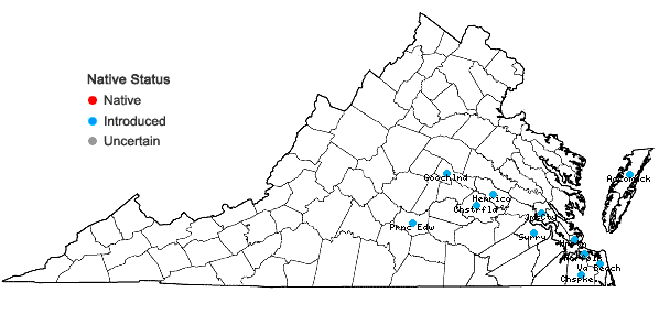 Locations ofModiola caroliniana (L.) G. Don in Virginia