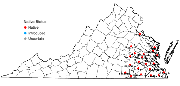 Locations ofMorella caroliniensis (P. Miller) Small in Virginia