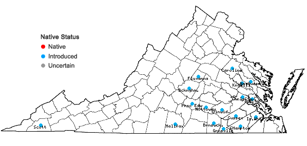 Locations ofMosla scabra (Thunb.) C.Y. Wu & H.W. Li in Virginia