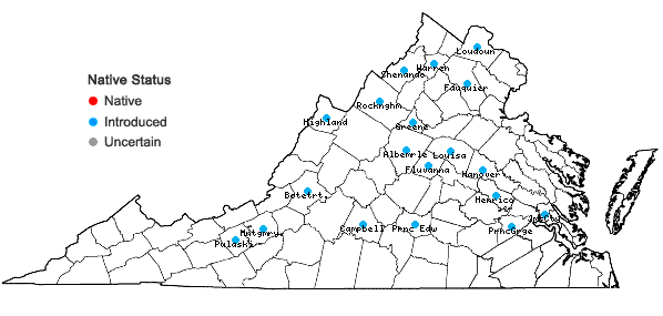 Locations ofMuscari botryoides (L.) P. Mill. in Virginia