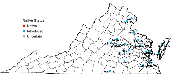 Locations ofMyosotis discolor Pers. in Virginia