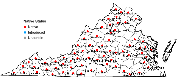 Locations ofNabalus altissimus (L.) Hooker in Virginia