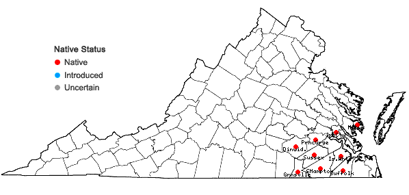 Locations ofNabalus autumnalis (Walter) Weakley in Virginia