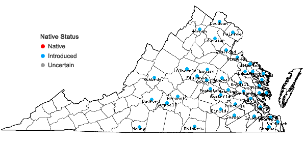 Locations ofNarcissus pseudonarcissus L. in Virginia