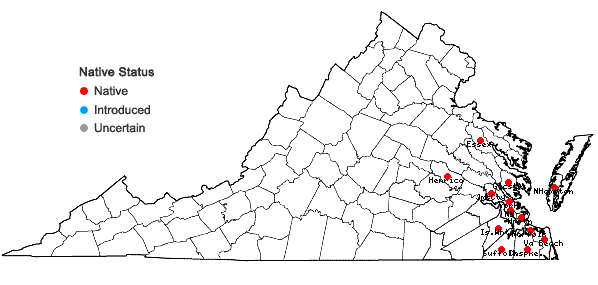 Locations ofNothoscordum bivalve (L.) Britt. in Virginia