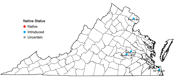 Locations ofNothoscordum gracile (Dryander) Stearn in Virginia