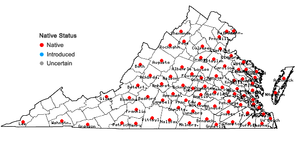 Locations ofOenothera laciniata Hill in Virginia