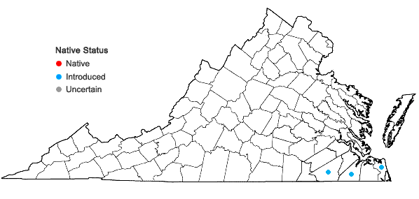Locations ofOphioglossum petiolatum Hook. in Virginia