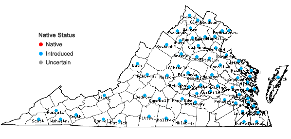 Locations ofOrnithogalum umbellatum L. in Virginia