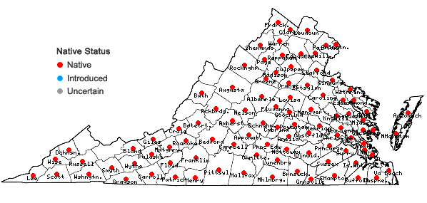 Locations ofOxalis dillenii Jacquin in Virginia