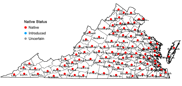 Locations ofOxalis stricta L. in Virginia