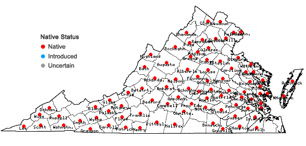 Locations ofOxypolis rigidior (L.) Raf. in Virginia
