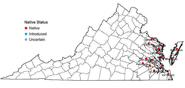 Locations ofPanicum amarum Ell. in Virginia