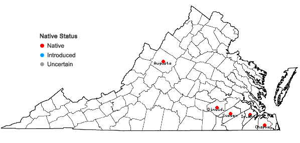 Locations ofPanicum hemitomon J.A. Schultes in Virginia