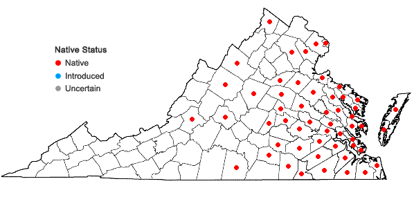 Locations ofPanicum verrucosum Muhl. in Virginia